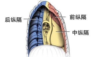 【健康科普】体检发现纵隔肿瘤，胸腔镜微创助力解除警报
